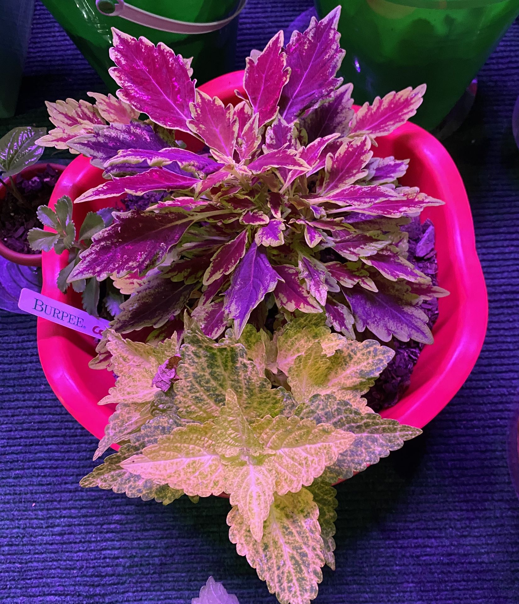 Red/burgundy coleus plant for sale