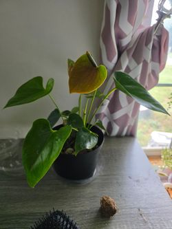 Anthurium  - Flamingo Flower Red