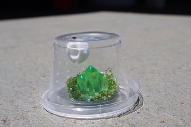 Baby jumping spider enclosure