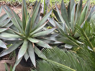 Agave blu..