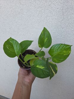 Plant