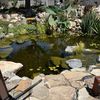 Water Feature & Landscape Pros