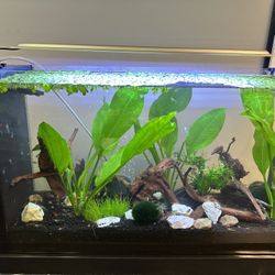 Free Fluval 5 Gallon (Black Spec V) Shrimp Tank, Everything Included