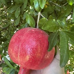 Pomegranate Fruit 