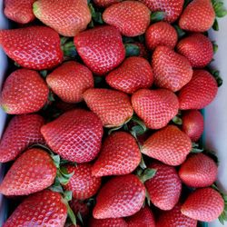Frsas Frescas $25