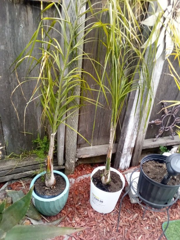 Plants Good Condition