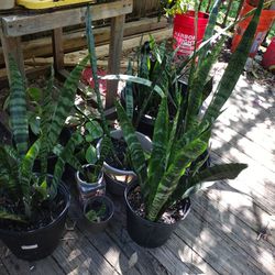 Selling House Plants