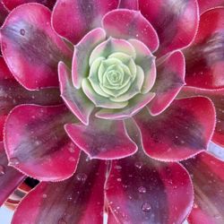 Gorgeous Aeonium Plant