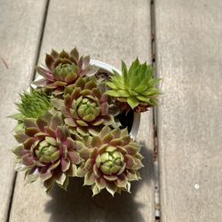 Hen And Chicks, Perennial Succulents.