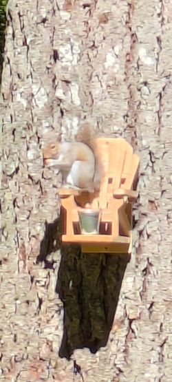Adorable Mini Adirondack Chair And Picnic Table Squirrel Feeders!