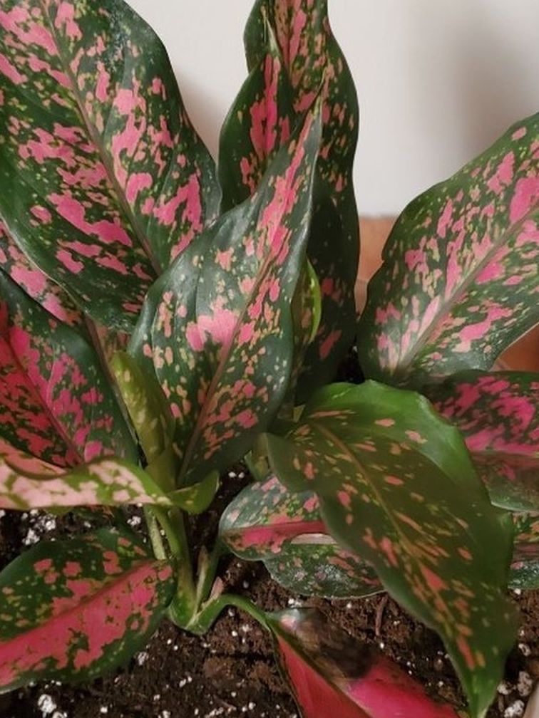 Chinese Evergreen Houseplant