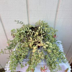 Succulent Cotyledon 