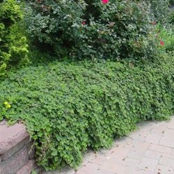 Creeping Raspberry Perennial Ground over Plants 