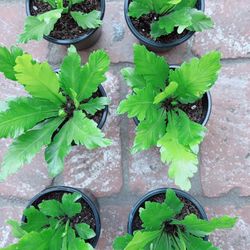 Bird Nest 🪴 $6 each