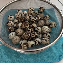 Fresh Quail Eggs
