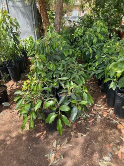 Avocado trees