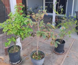 Trio of Organic Fruit Trees