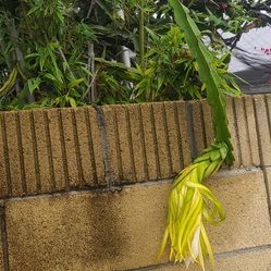 Red Dragon Fruit Clipping 3 For $5.00