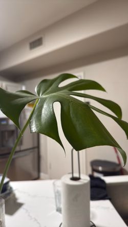 Monstera