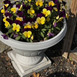 Outdoor Flowers