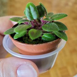Dainty Mini Trailing  African Violet Starter Plants