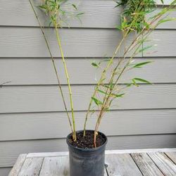 Clumping Bamboo 