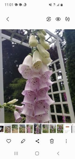 Perrenial Plant Sale 