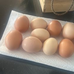 Organic Chicken Eggs 🥚 