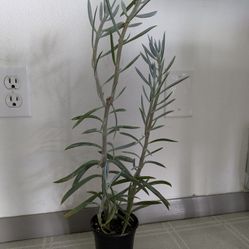Senecio Skyscraper Succulent Cactus 20 Inches In Nursery Pot