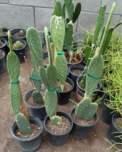 Cactus plans $15 Each Price Firm
