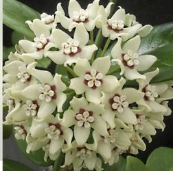 Hoya Australis Has A Very Pleasant Smell In Ceramic Pot