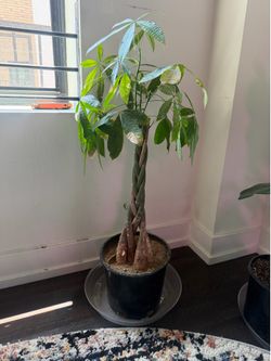Money tree