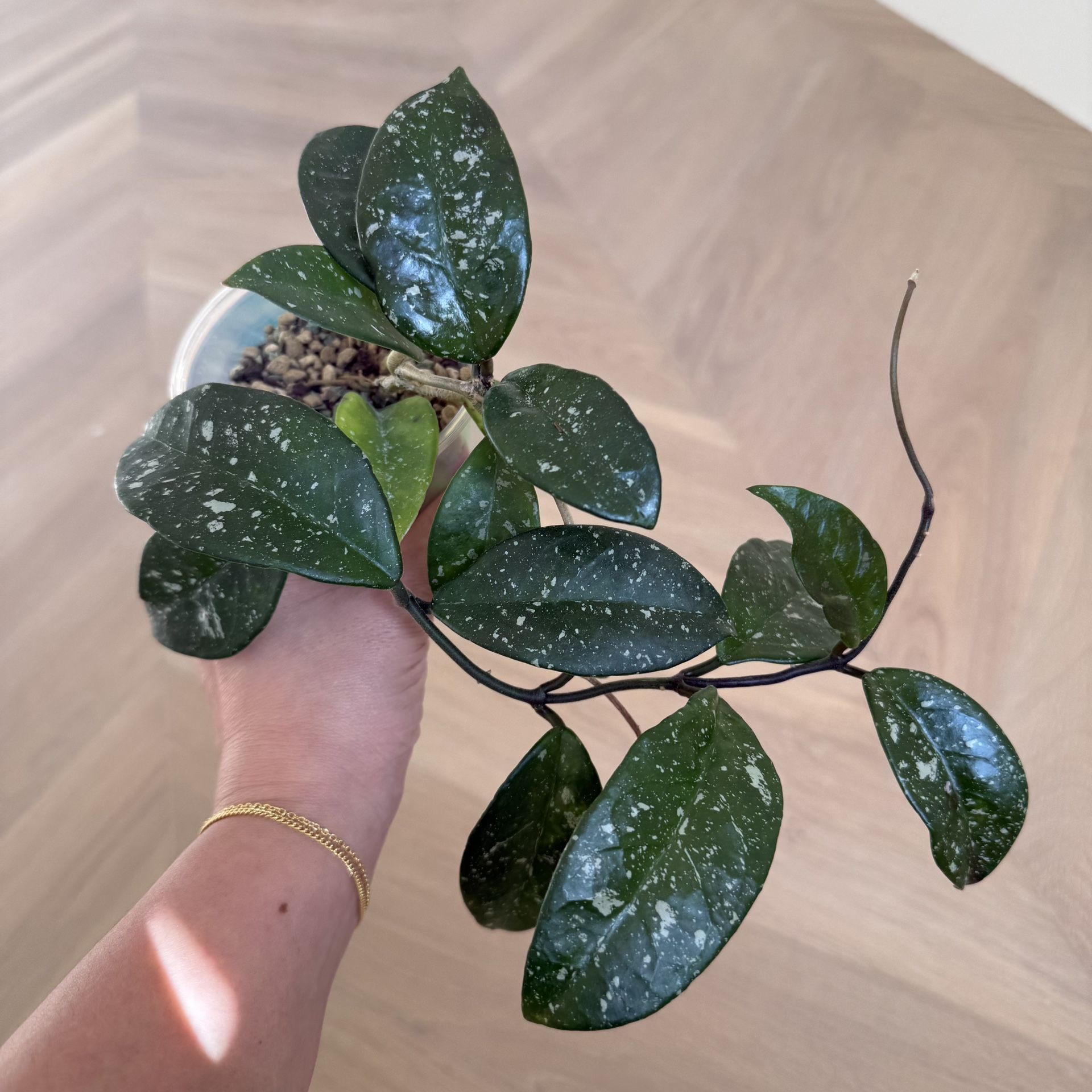 Hoya carnosa Sprinkles