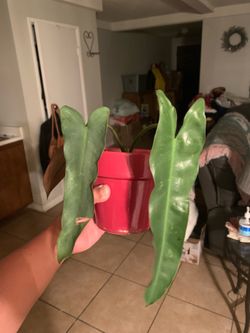 Philodendron Atabapoense 🪴