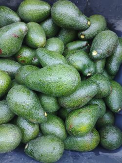 15 ZUTANO avocados for $10 San Jose Grown Organic