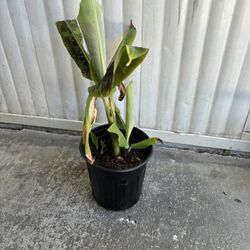 Dwarf Banana Plant