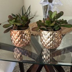 4 Succulents In Pots