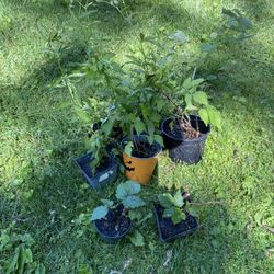 Berry Plants 