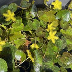 Snowflake Lilies  Water Pond Plants