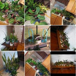 House plants for sale November 21st from 11am-5pm at163 River City blvd63125