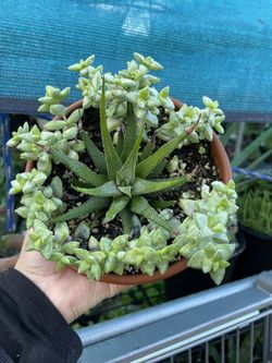 Succulent Arrangement