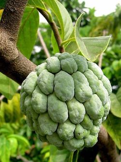 Sugar Apple trees (sweet sop)