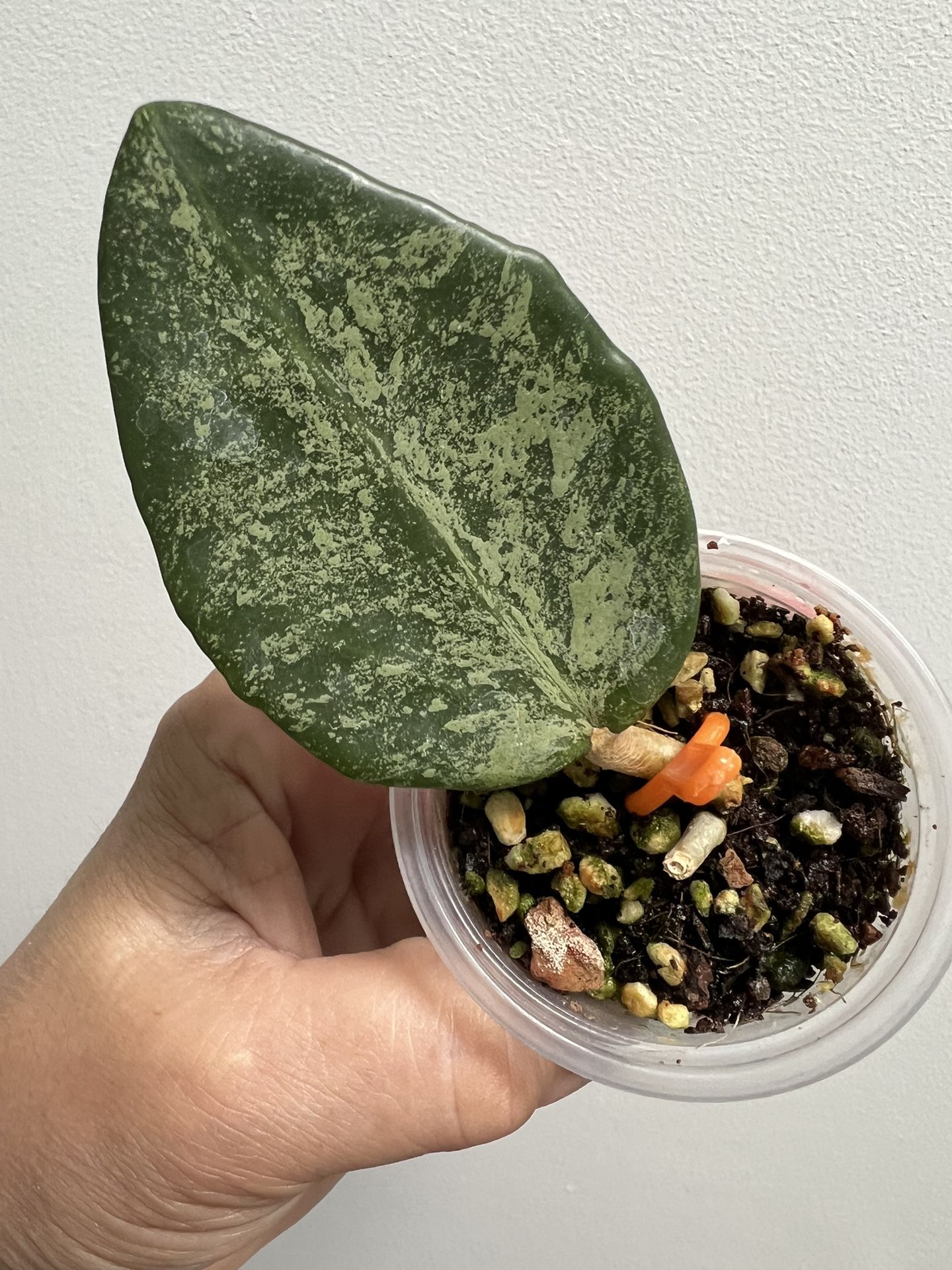 Rare! Hoya Rime Splash Rooted