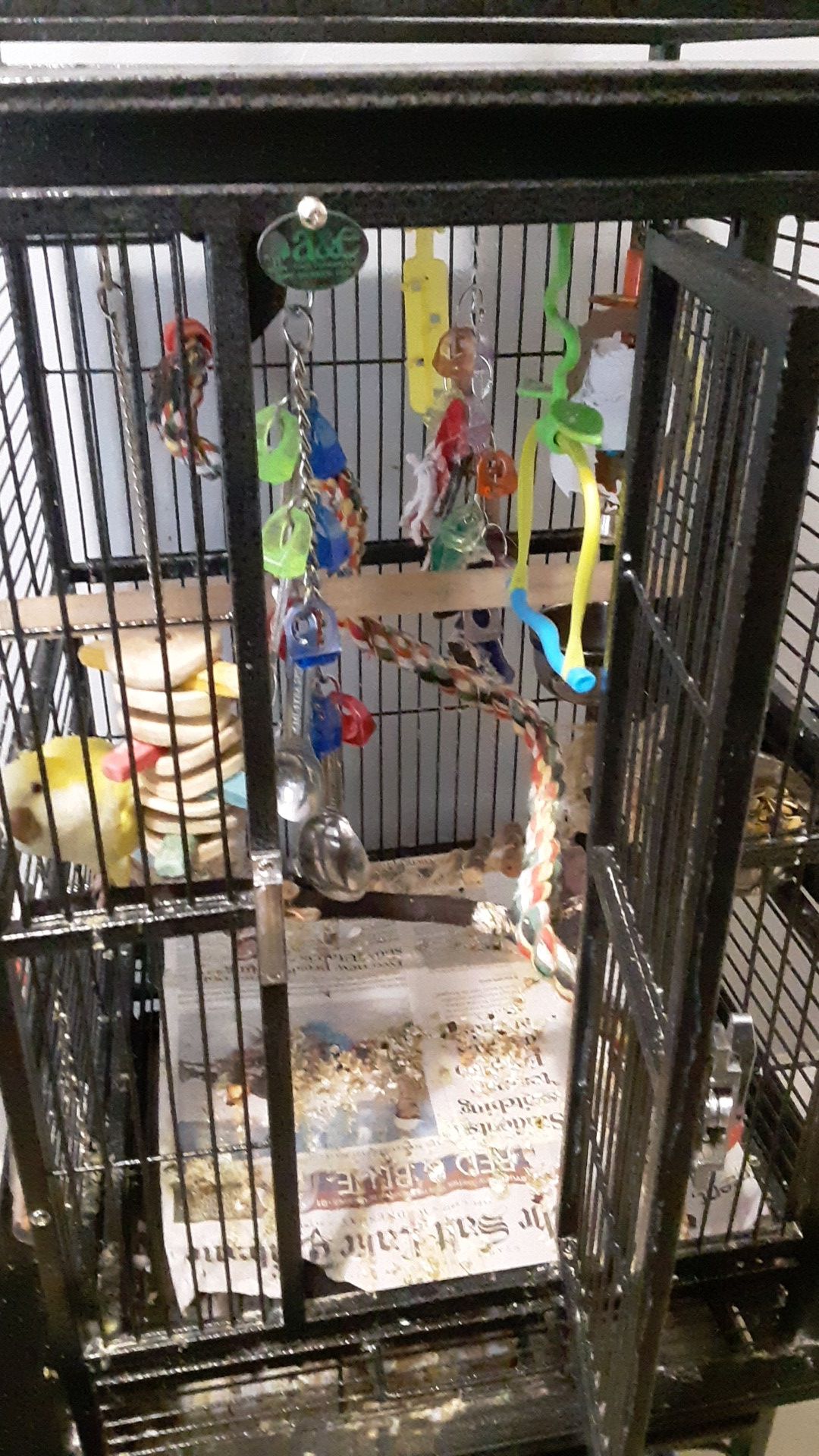 Parrot, cage comes with everything