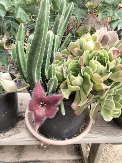 planta con diferentes suculentas