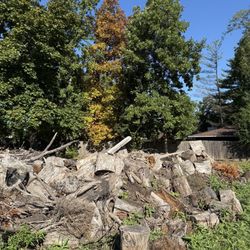 Stumps For Firewood Or Art Or Landscaping