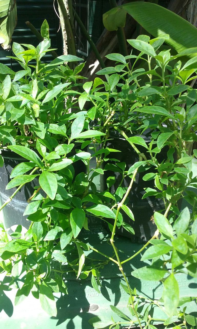 Abre camino ( plant )