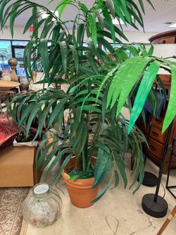 Large Indoor Tropical Plant in Terra Cotta Pot