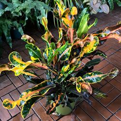 Croton Mammy Tropical Plant 