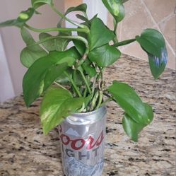 Golden Pothos